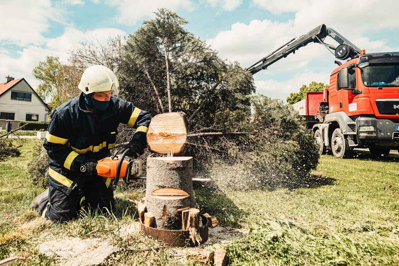 The Steps Involved in Our Tree Care Process in Glennville, GA